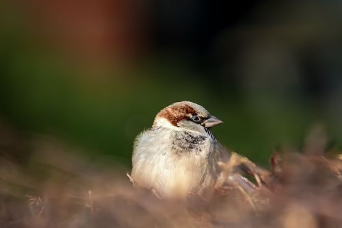 Free A detailed close-up photo of a sparrow sitting amidst natural foliage, showcasing its delicate plumes. Stock Photo