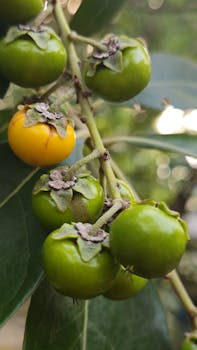 Vibrant muruci fruits hanging on a branch in Belém, Brazil, showcasing tropical biodiversity.