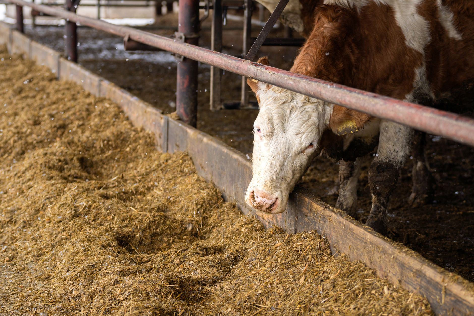A brown and white cow eats hay in a Slovakian barn, showcasing farm life.