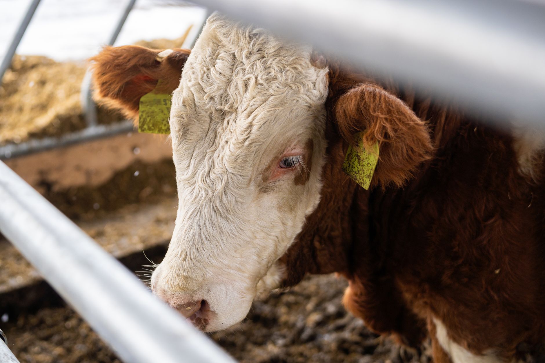 PGG Wrightson Profit Surges 46% in FY 2026 on Livestock Boom
