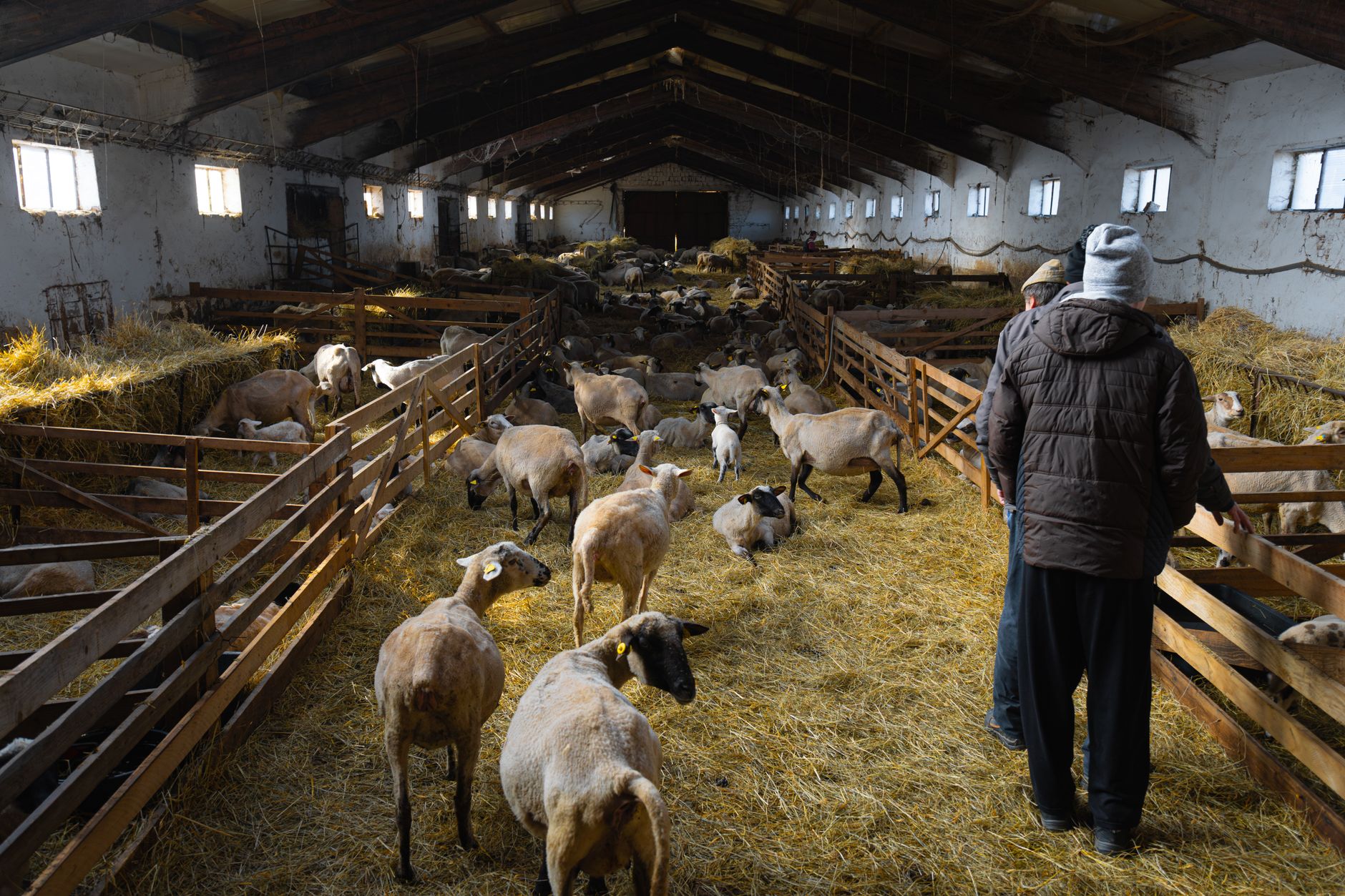 Veterinarian examining a sheep during a checkup