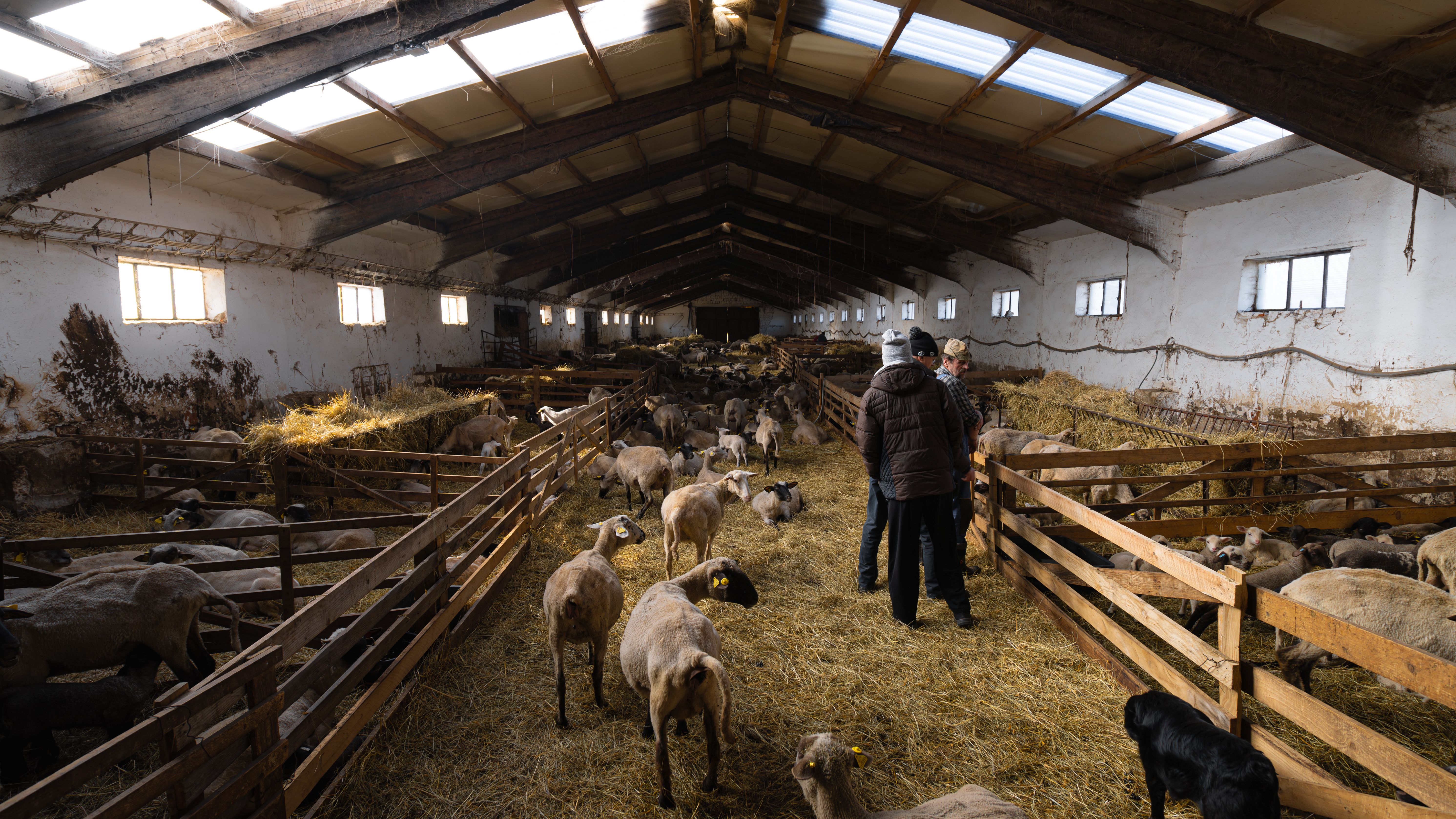 Veterinarian examining a sheep during a checkup