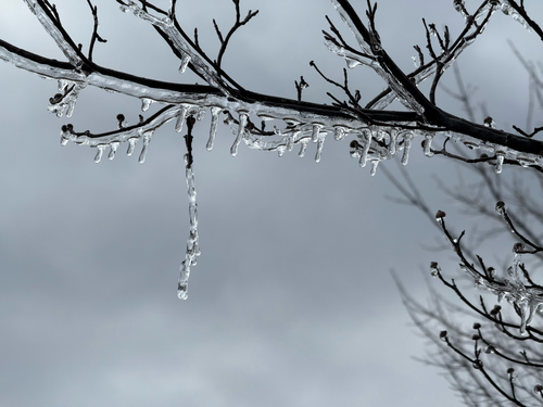 Free Captivating icy branches in a winter landscape in Ewing Township, New Jersey. Perfect for winter themes. Stock Photo