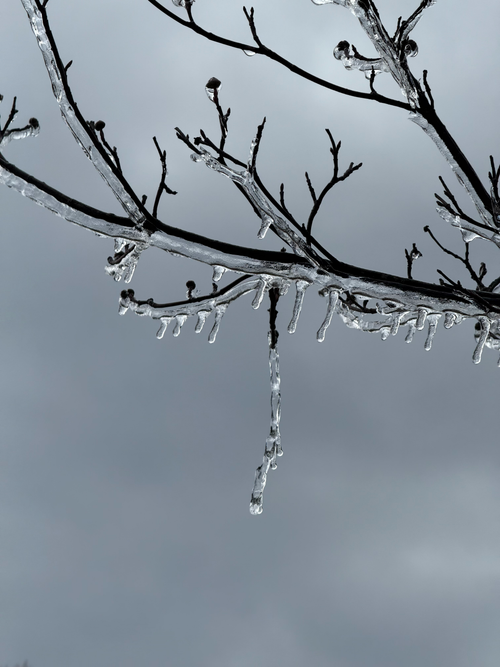 Free Close-up of tree branches coated with ice, creating a winter wonderland in New Jersey. Stock Photo