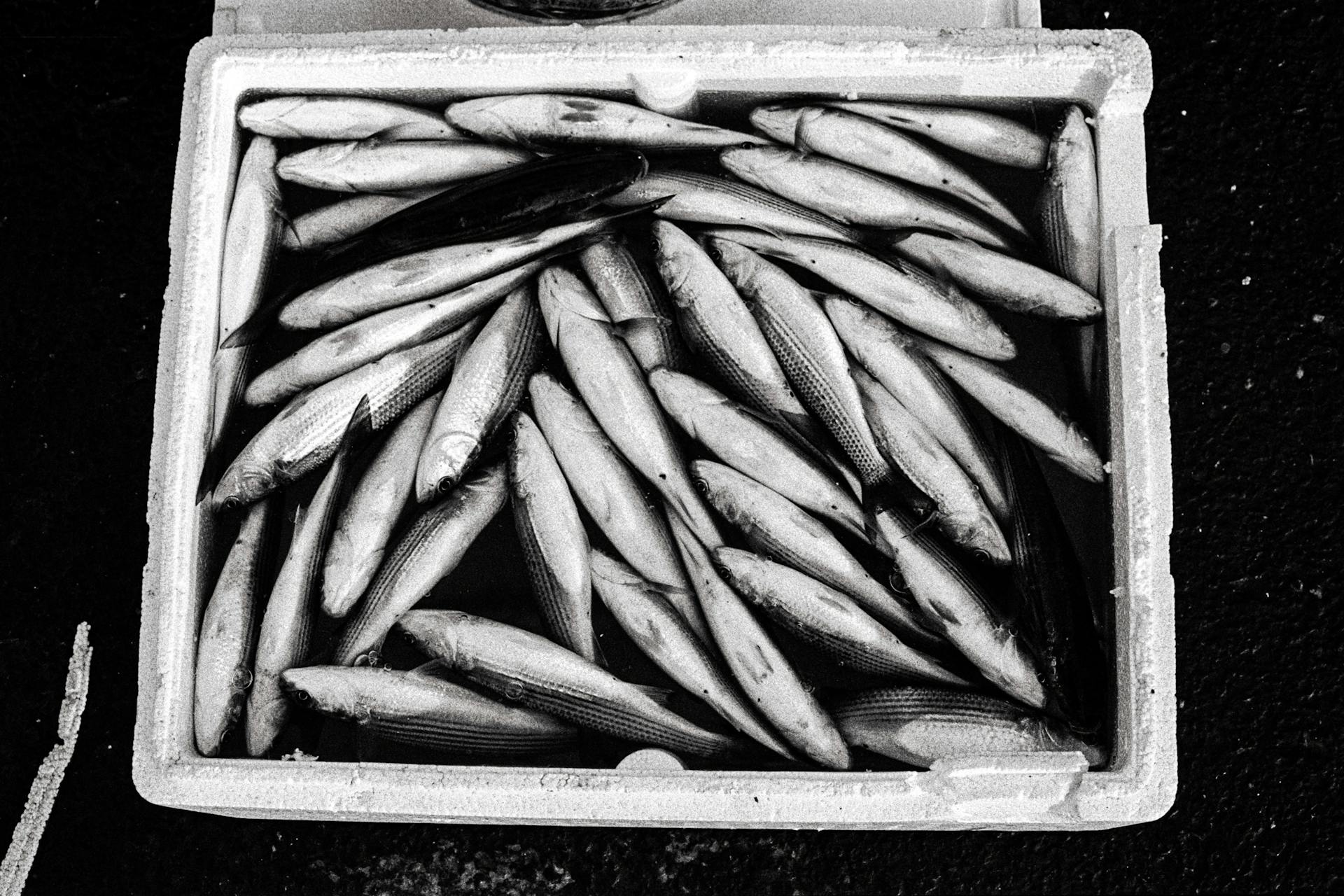 A collection of fresh fish stored in a foam box in İstanbul, Türkiye.