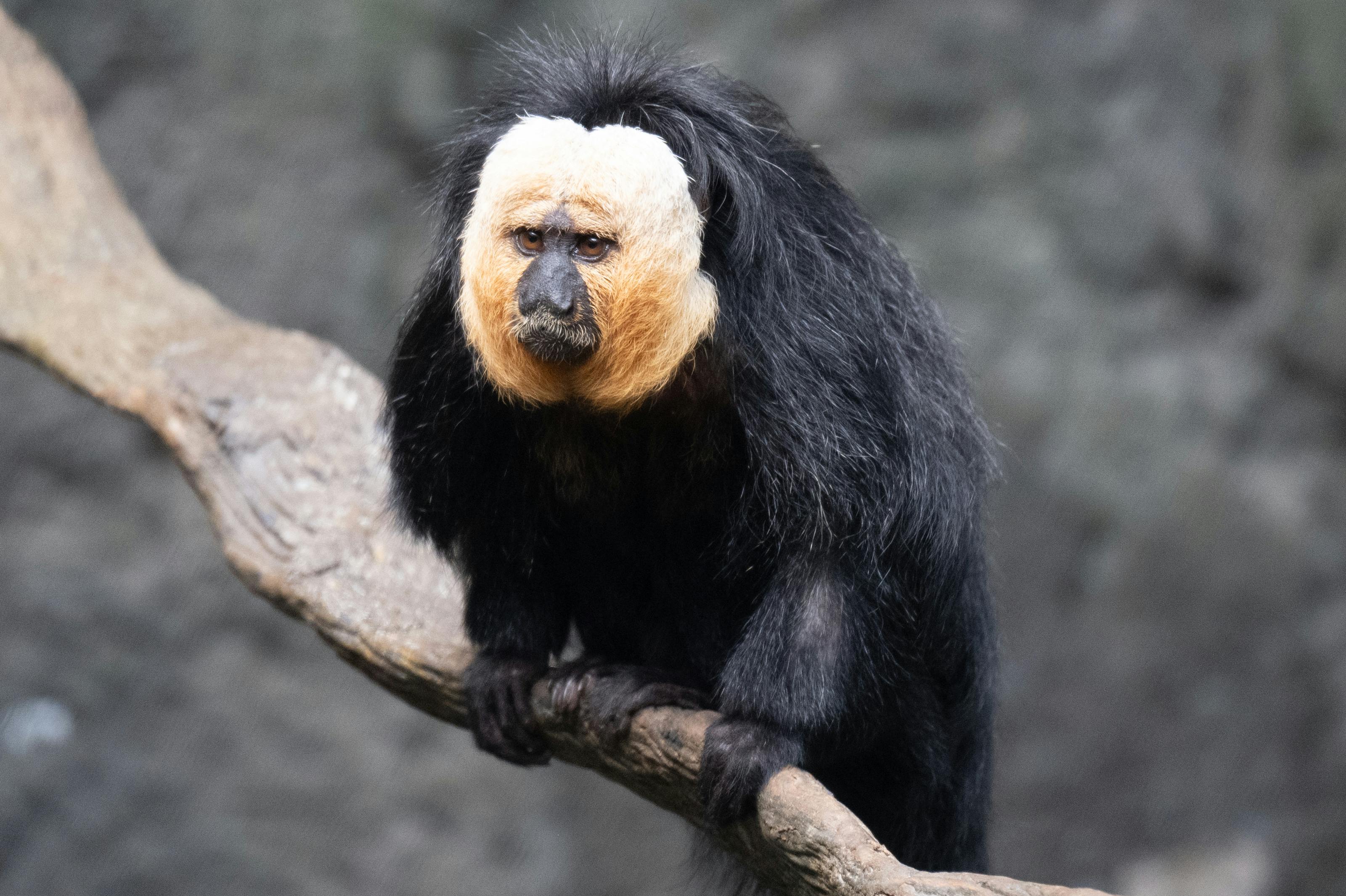 Close-up of a white-faced saki monkey perched on a branch in a natural setting.