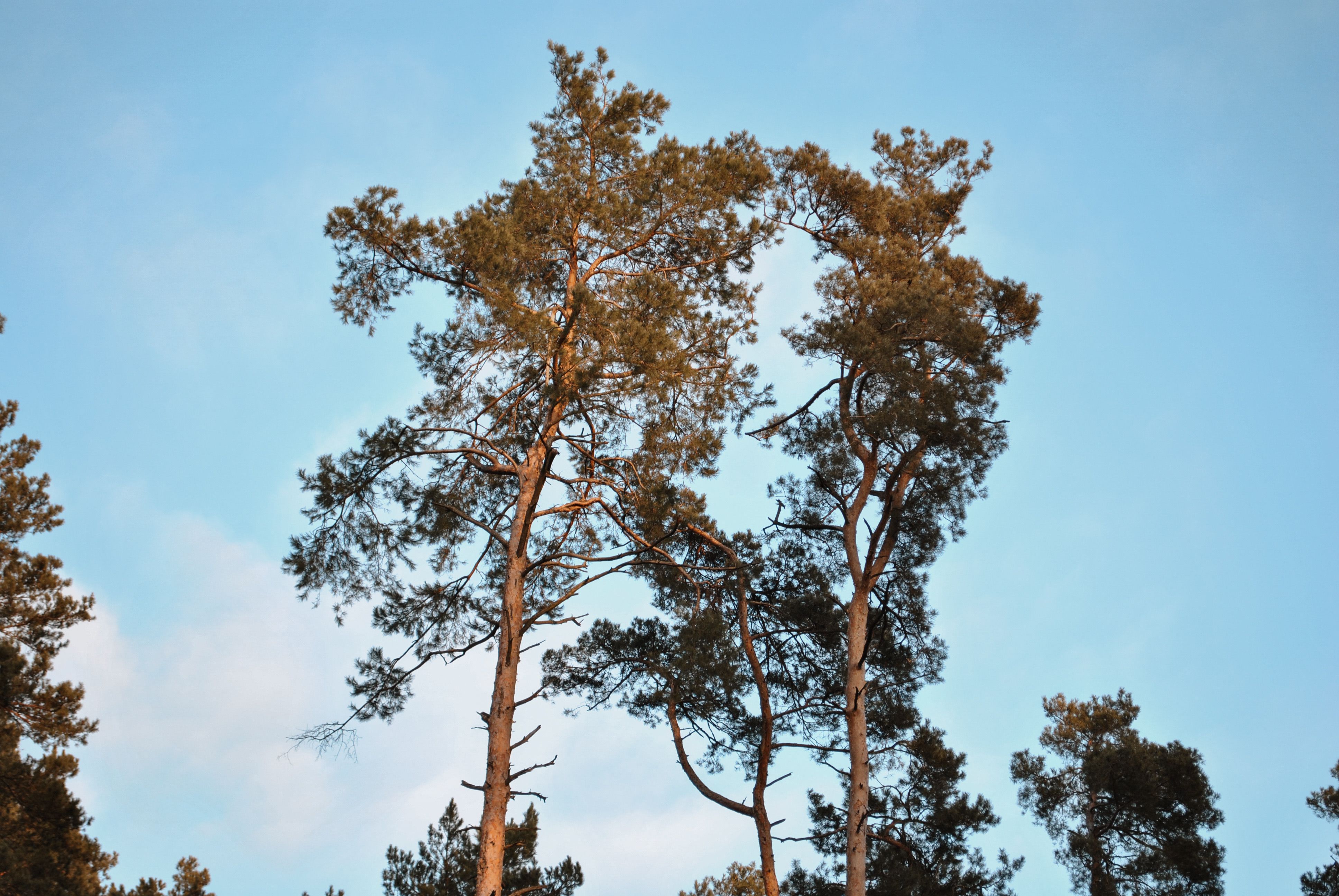 Tall Pine Trees Against a Clear Blue Sky · Free Stock Photo