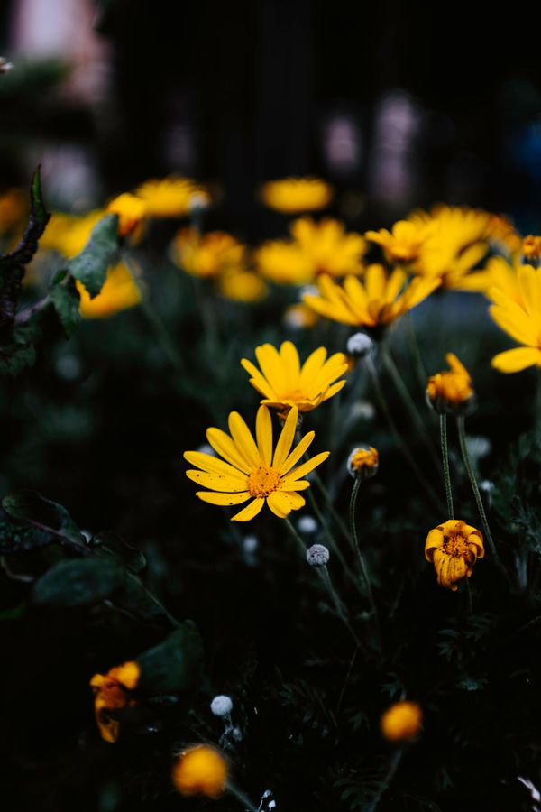 Yellow daisies blossoming outdoors in spring