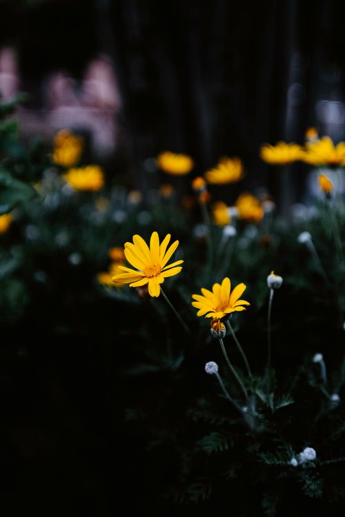 Free Vivid yellow daisies blooming in a dark, moody spring garden setting. Stock Photo