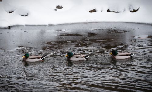 Free Three mallard ducks swimming in a partially frozen river during winter in Stamford, Connecticut. Stock Photo