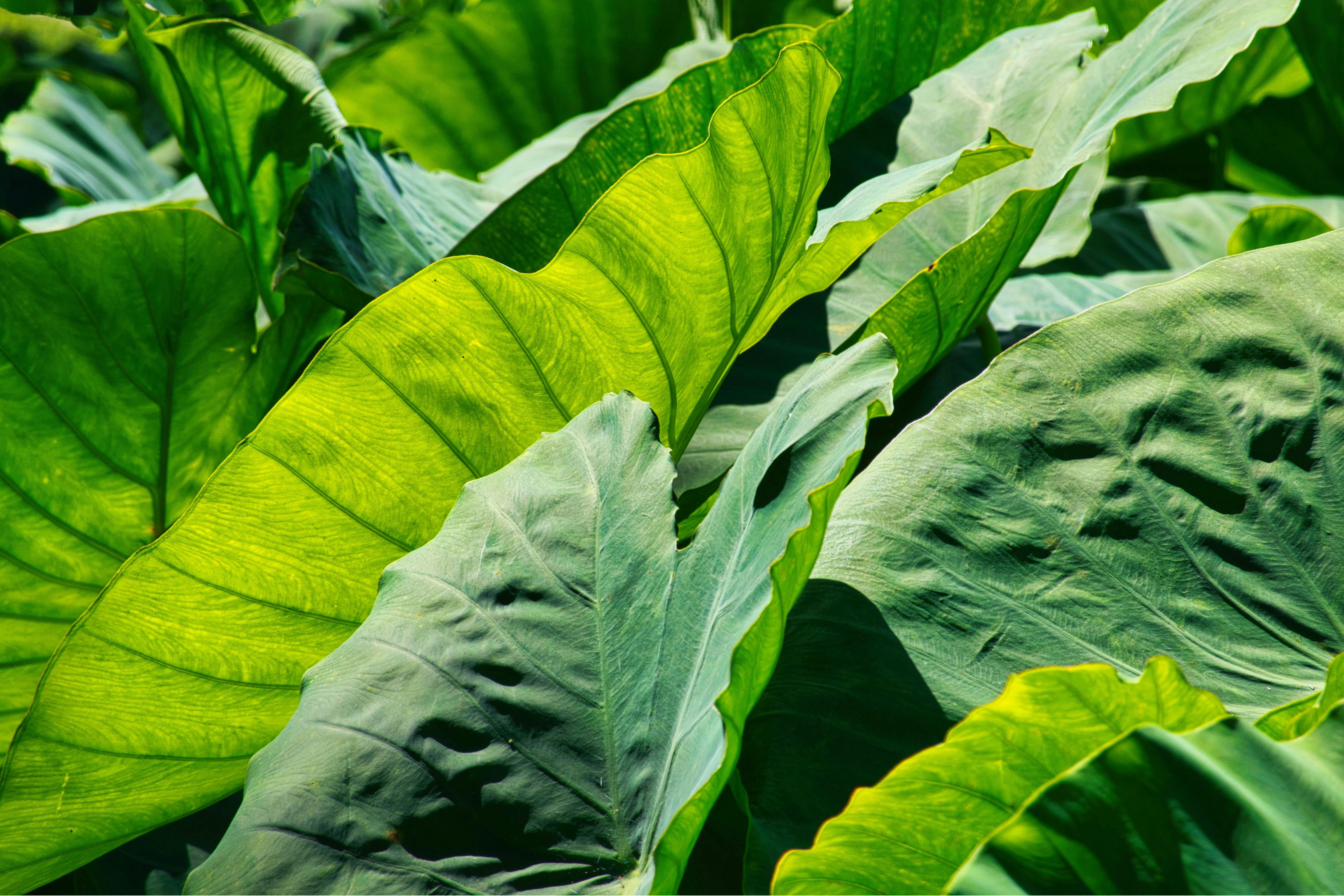 gardening leave — Photo by Ramon Perucho on Pexels