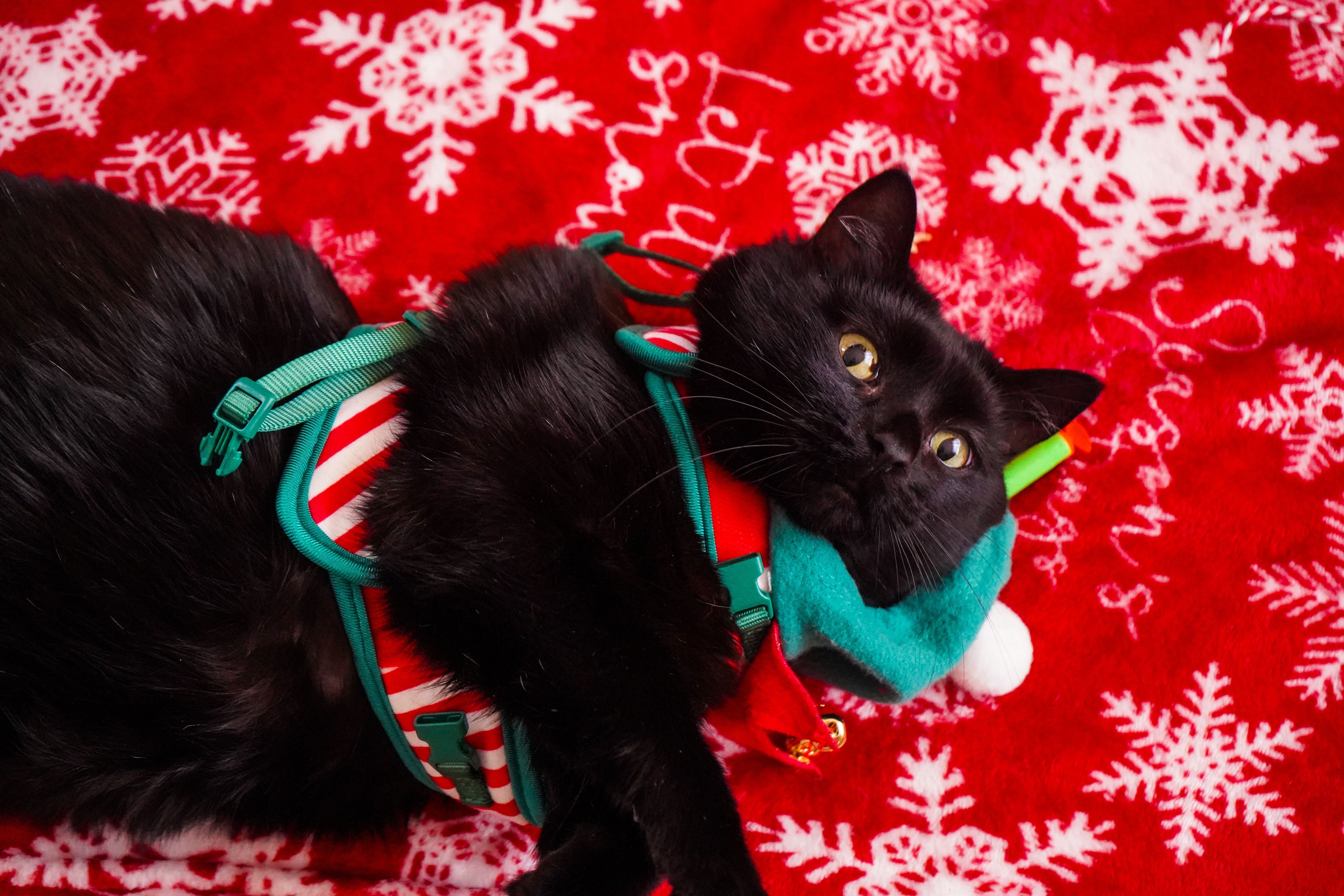 Black cat on red holiday blanket with snowflakes and festive harness.