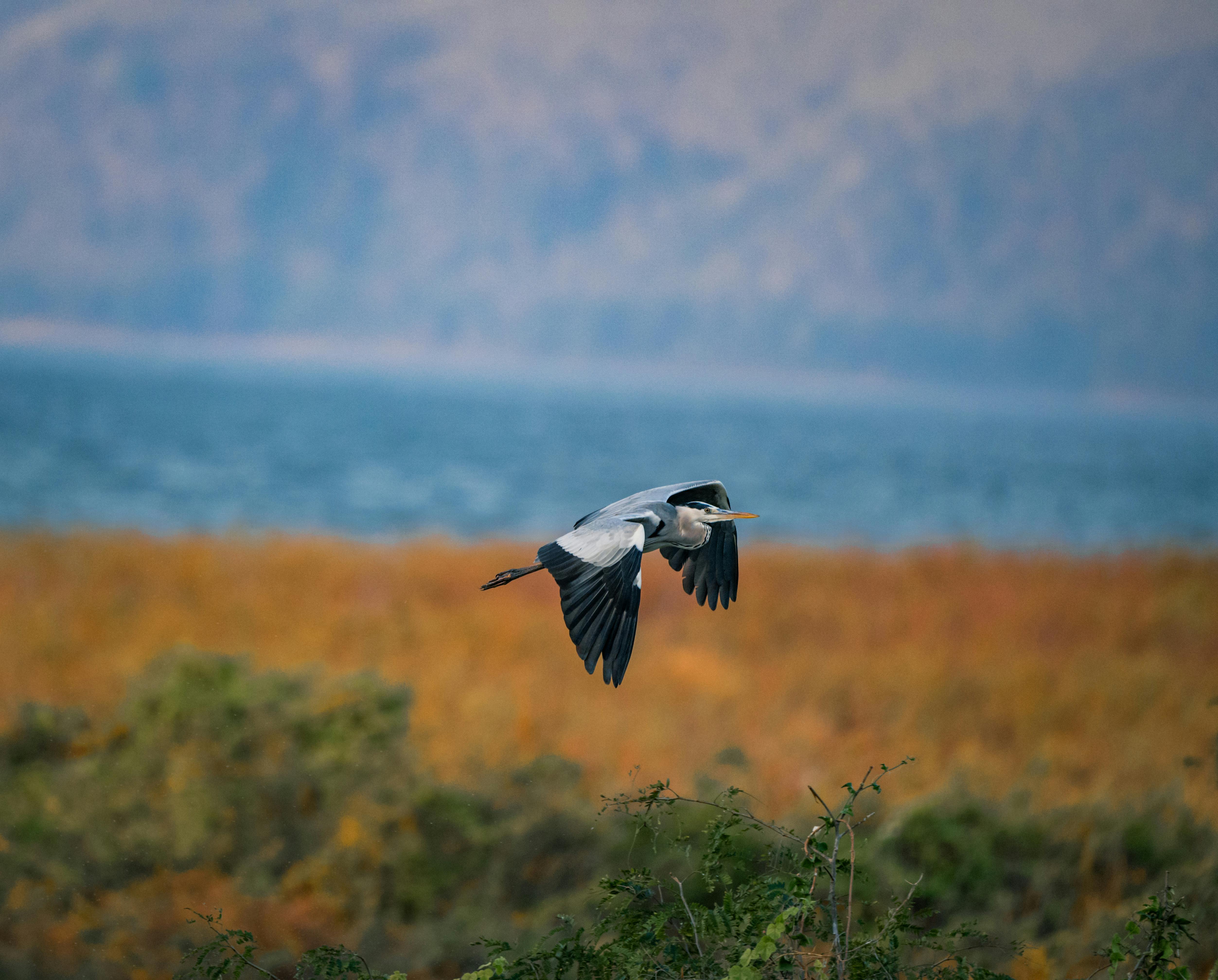 Captivating image of a Great Blue Heron soaring over vibrant wetlands in Thailand.