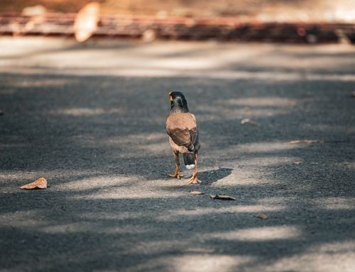 Free A Common Myna bird walking on a sunlit street in Thailand, showcasing its natural beauty. Stock Photo
