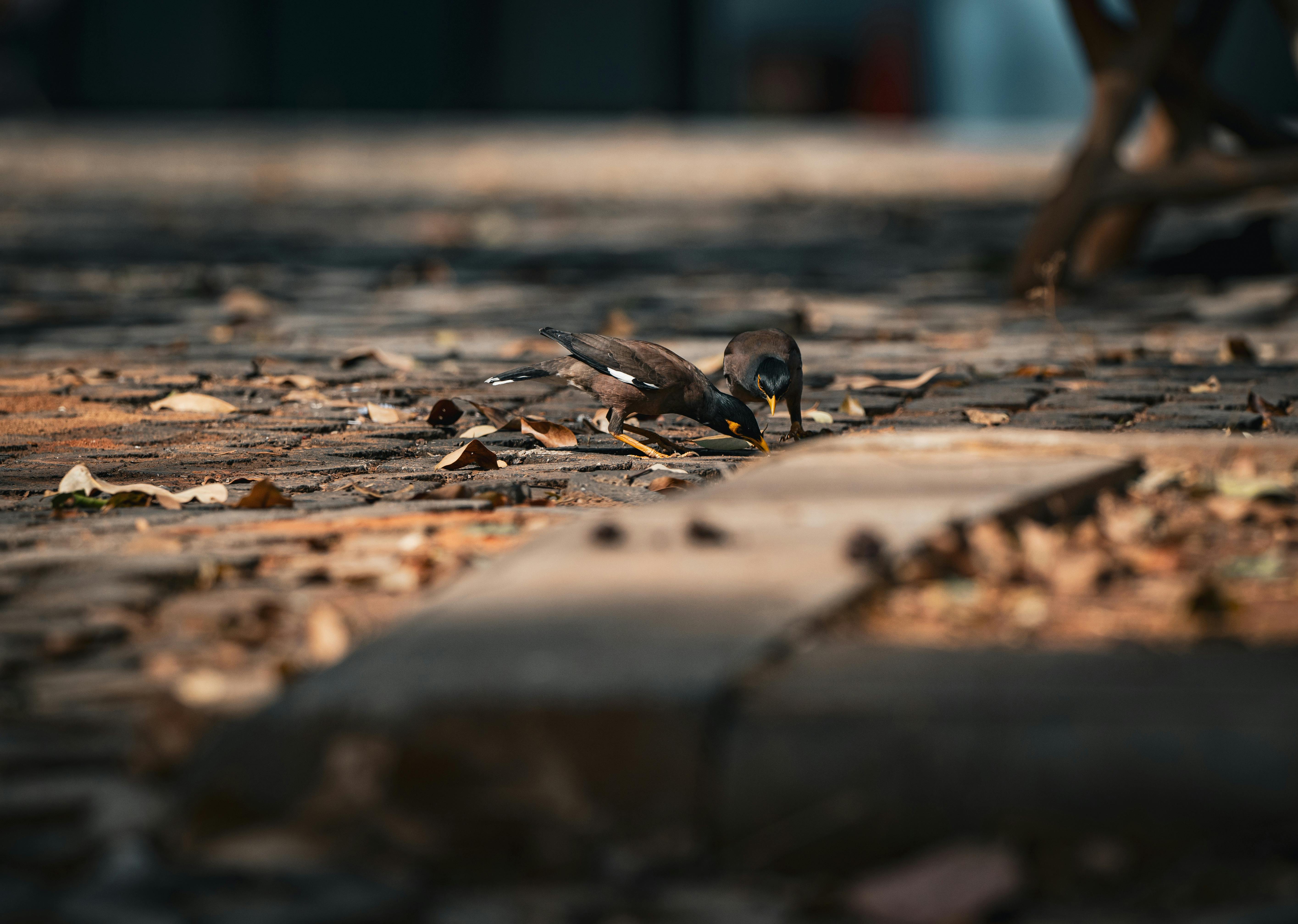 Two common mynas search for food on a sunny street in Thailand, surrounded by fallen leaves.