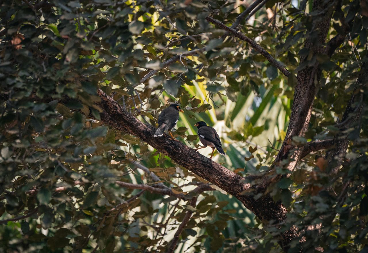 two jungle mynas sit on a tree branch in a lush thai forest