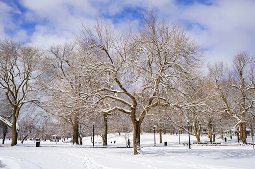 Free A serene winter scene in a Boston park with snow-laden trees and a clear sky. Stock Photo