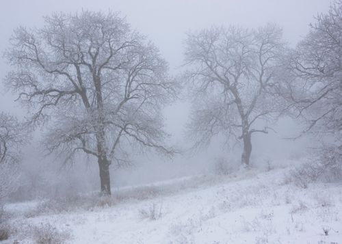 Free Serene misty winter scene with frosty trees in a snowy landscape near Tbilisi, Georgia. Stock Photo