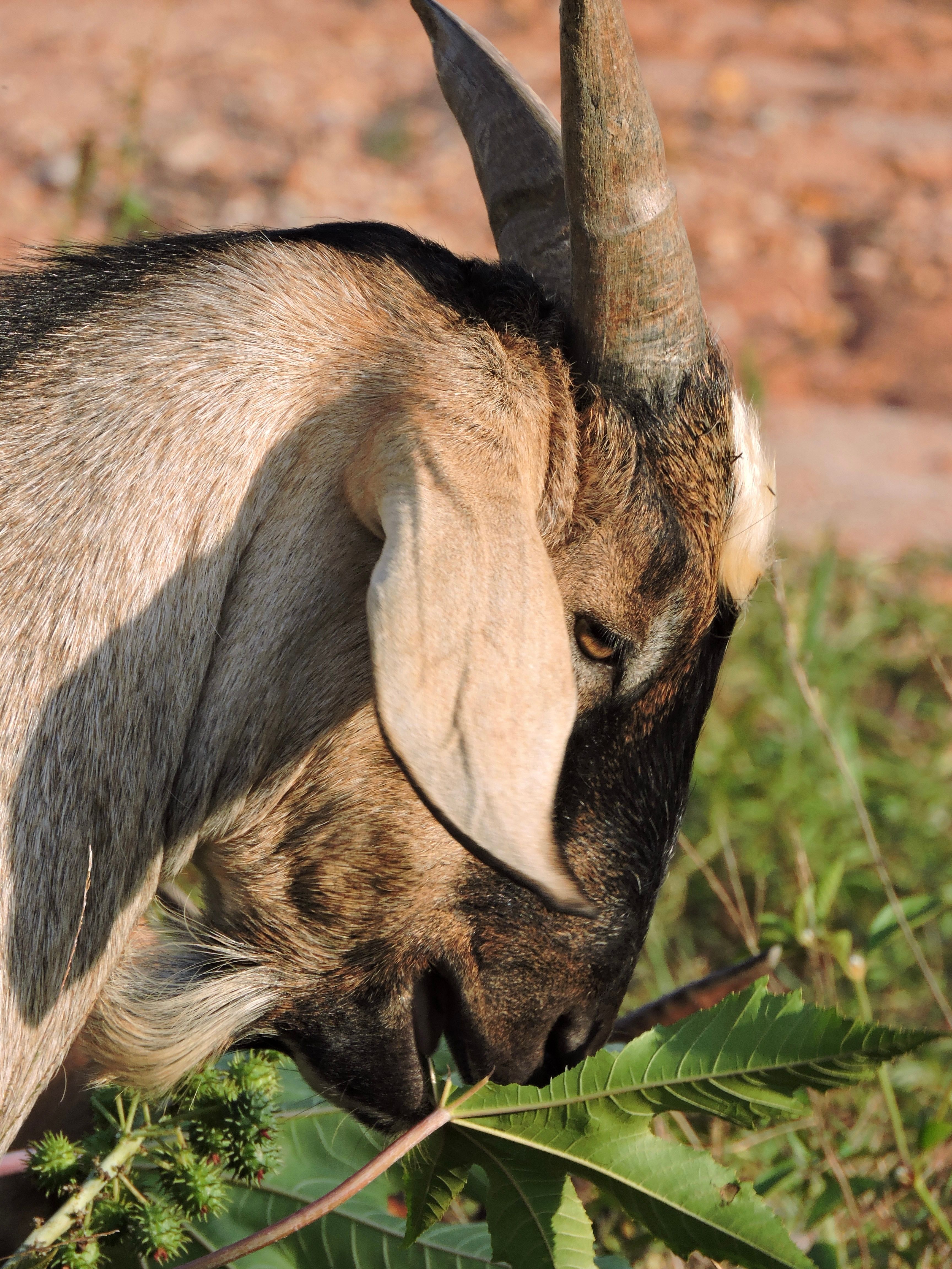 Close-up of a goat grazing on green leaves · Free Stock Photo