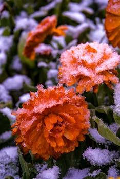 Close-up of vibrant orange flowers dusted with snow, creating a striking winter contrast.