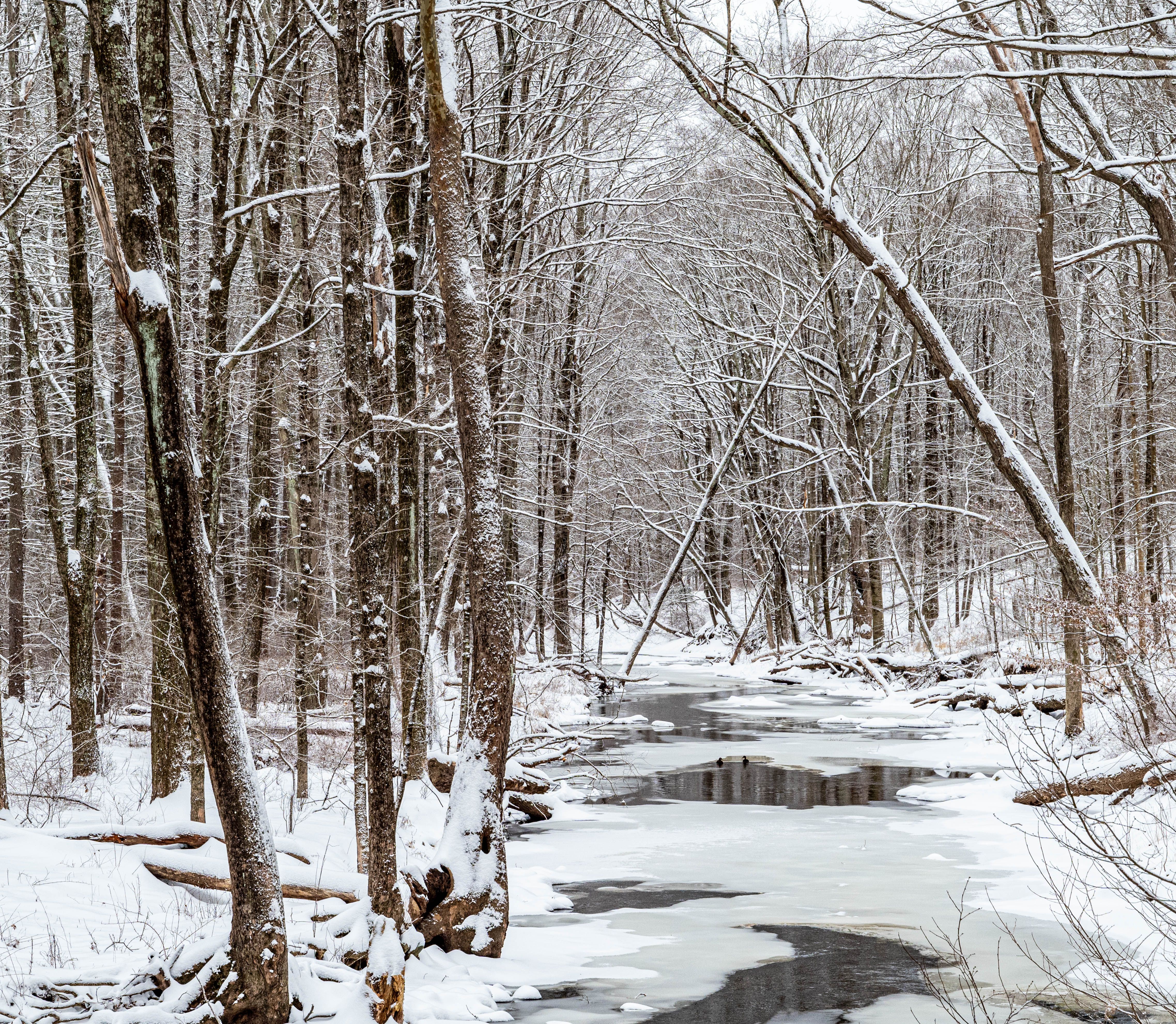 Serene Winter Landscape with Snowy Trees and Stream · Free Stock Photo