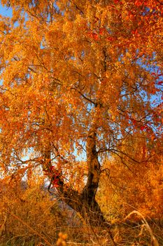 Beautiful golden foliage during autumn in Čajniče, Bosnia and Herzegovina.