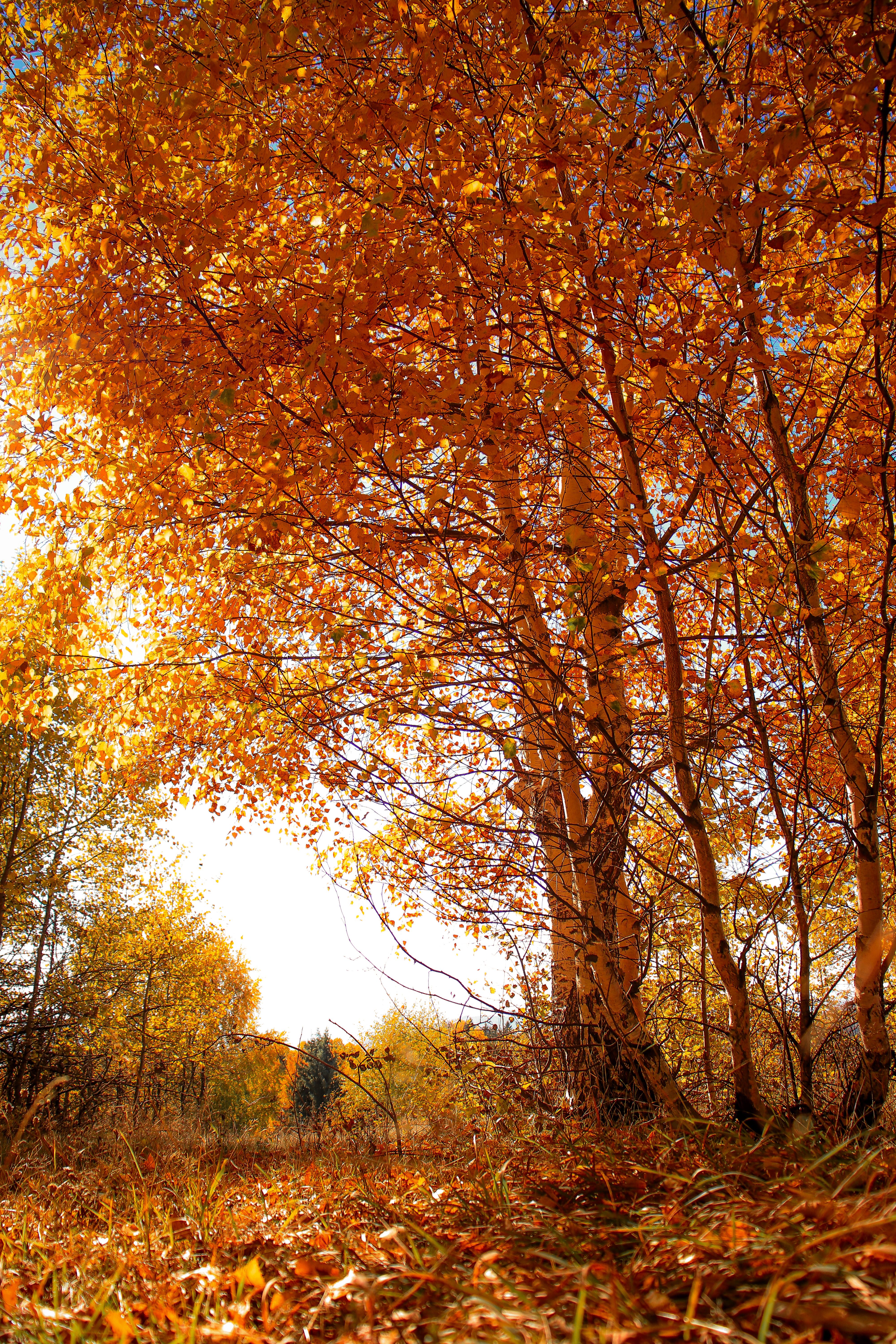 Photo of Forest During Fall Season · Free Stock Photo
