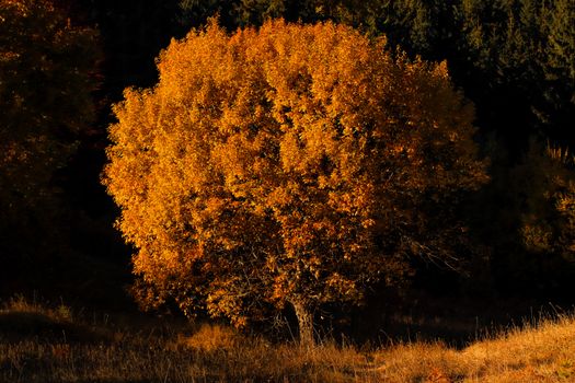 Captivating autumn tree with golden leaves in Čajniče, Bosnia and Herzegovina.