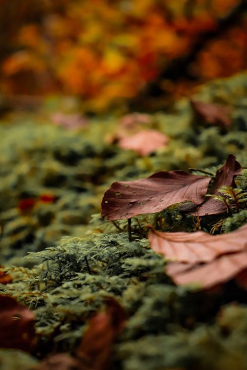 Free Golden autumn leaves amidst green ferns in Čajniče, Bosnia forest. Stock Photo