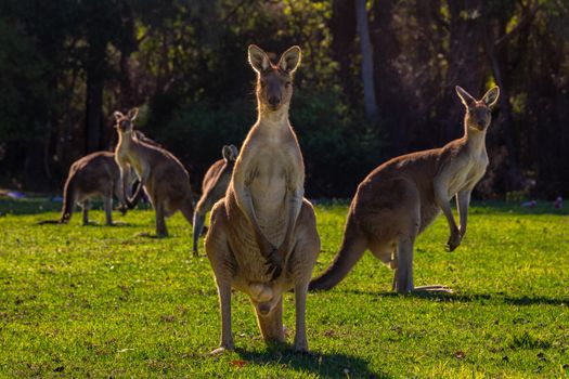 Free stock photo of adorable animal, animal cuteness, australia