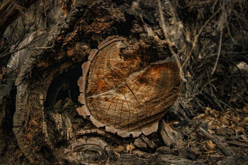 Free Close-up of an aged tree trunk in Silver Springs, Nevada's autumn forest landscape. Stock Photo