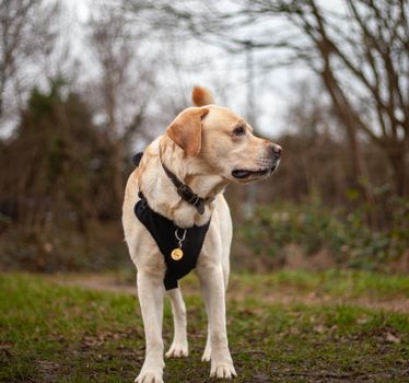 A Labrador Retriever in a harness looks around while strolling outdoors.