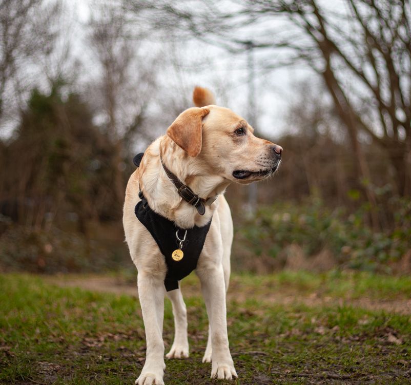 Labridor Outside Labrador Retriever Enjoying Outdoor Walk · Free Stock Photo
