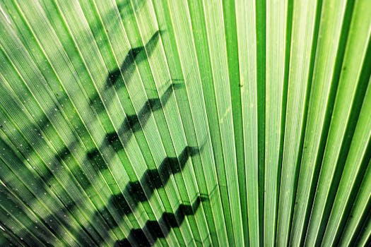 Palmyra, Syria photo 8