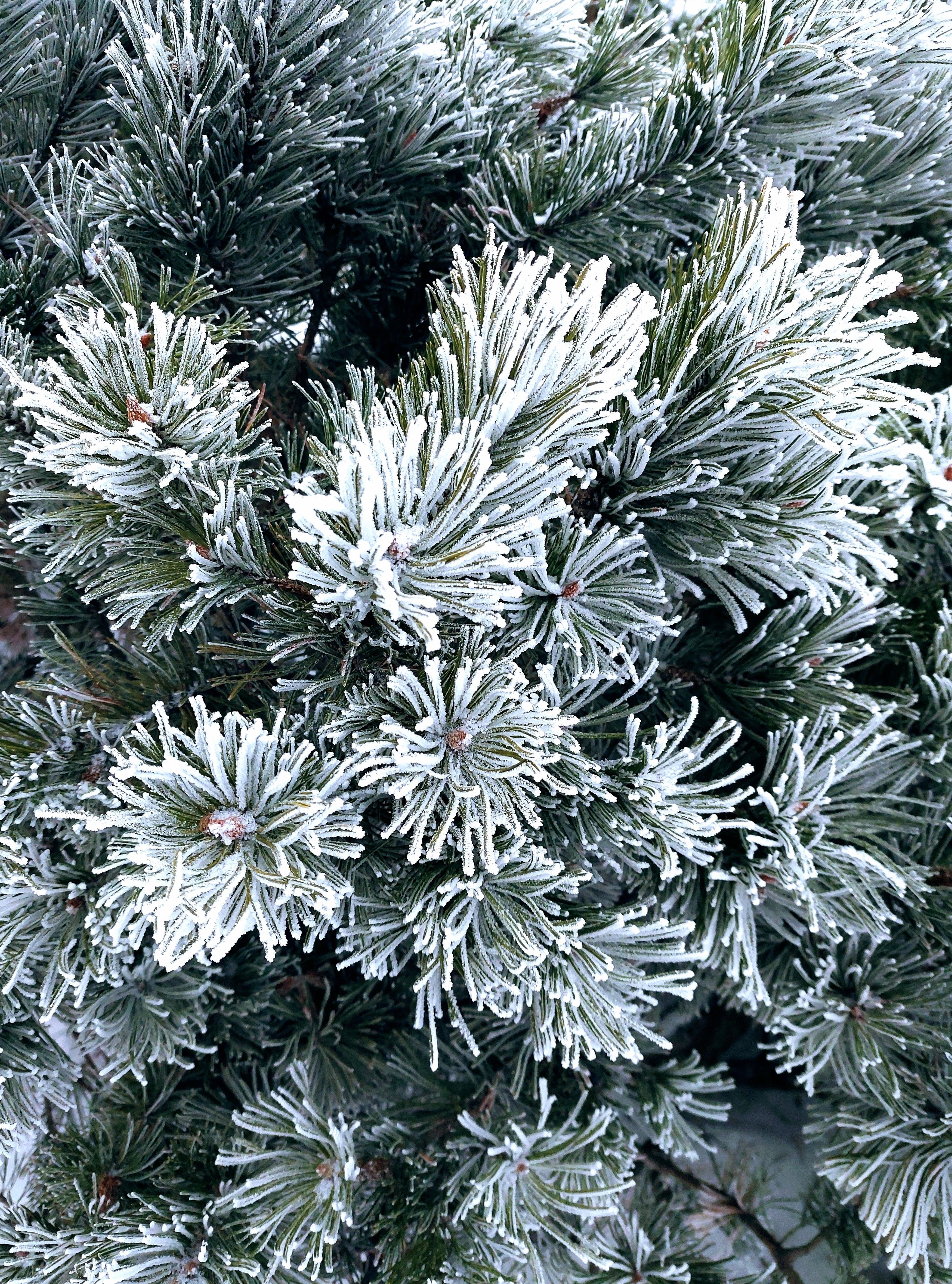 Frosted Pine Needles in Winter Close-Up · Free Stock Photo