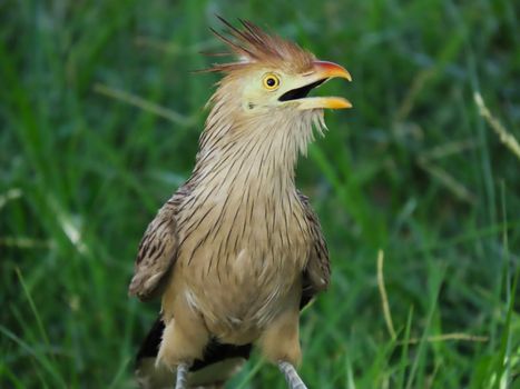 Close-up of a Guira Cuckoo in the grass, Santa Maria, Brazil.