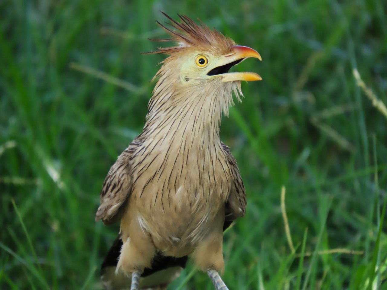 close up of a guira cuckoo in the grass santa maria brazil