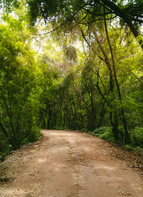 Free Serene forest pathway surrounded by vibrant greenery in Minas Gerais, Brazil, perfect for nature enthusiasts. Stock Photo