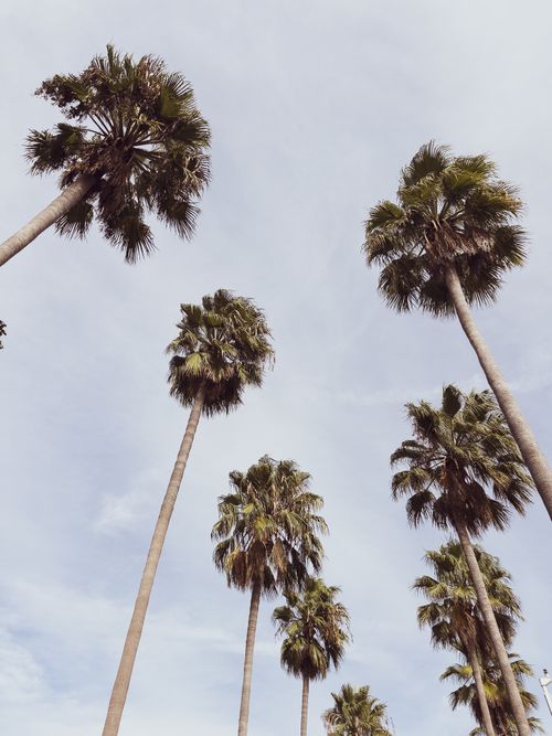 Free Low-angle view of tall palm trees against a bright sky, evoking summer vibes. Stock Photo