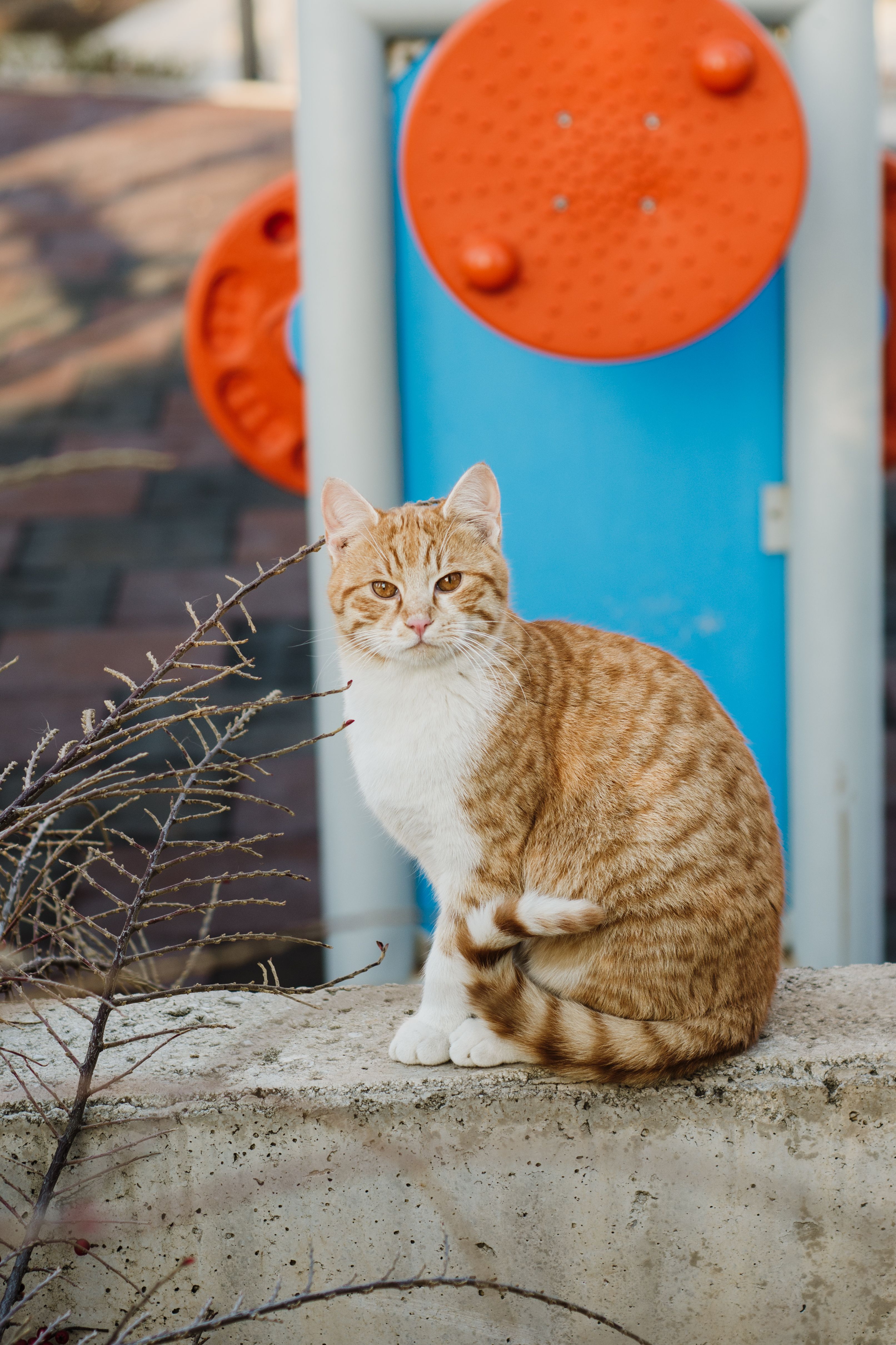 Orange Tabby Cat Sitting by Playground Equipment · Free Stock Photo