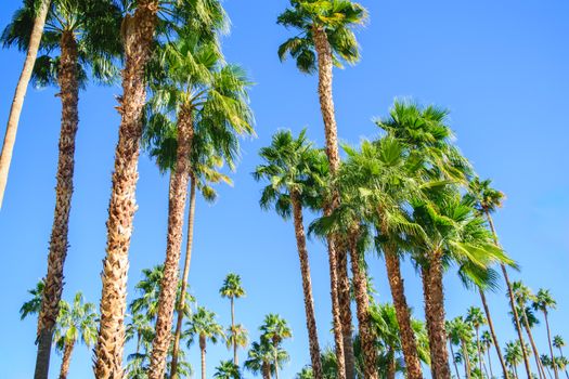 What to do in Palm Springs: Your Ultimate Desert Escape Guide