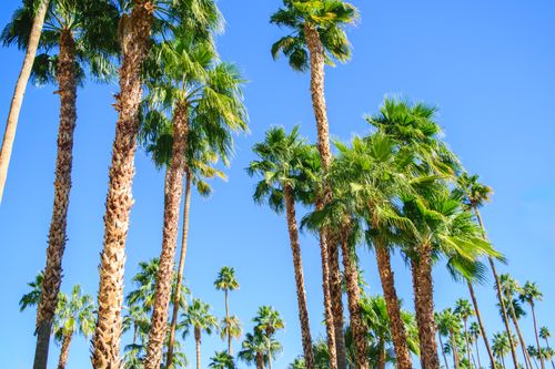 Free Tall palm trees under a clear blue sky in Palm Springs, California, showcasing a vibrant tropical scene. Stock Photo