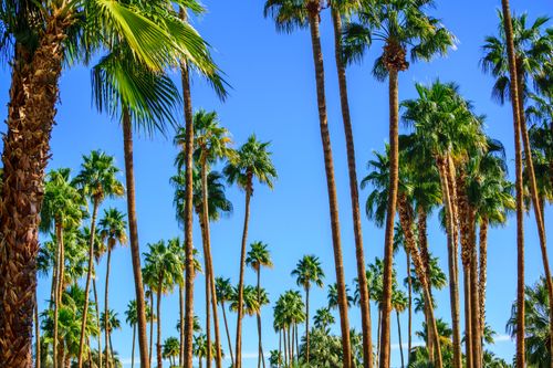 Free Vibrant palm trees against a clear blue sky in Palm Springs, California. Stock Photo