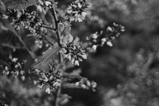 Black and white photograph of a flowering branch with detailed focus on the blossoms.