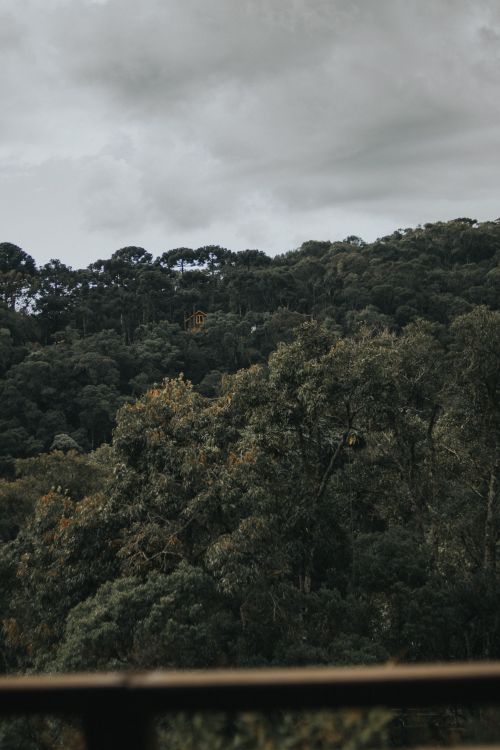 Free Moody forest landscape under dramatic cloudy sky with a hidden cabin. Stock Photo