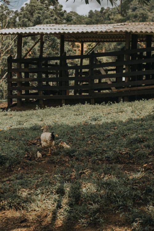 Free Chickens roaming near a rustic barn, surrounded by greenery. Ideal rural scene. Stock Photo