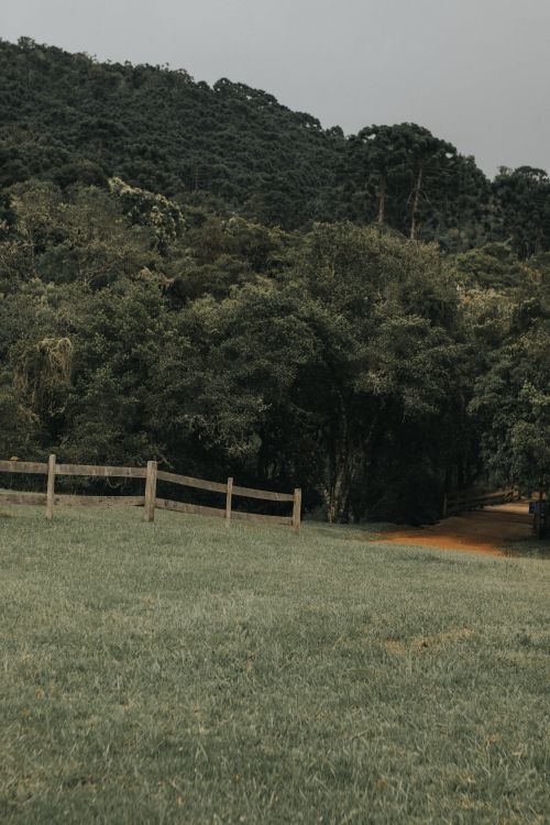 Free Vibrant green hillside with serene trees, grass, and wooden fence under overcast sky. Stock Photo