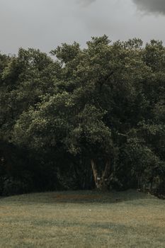 Image by juliane Monari