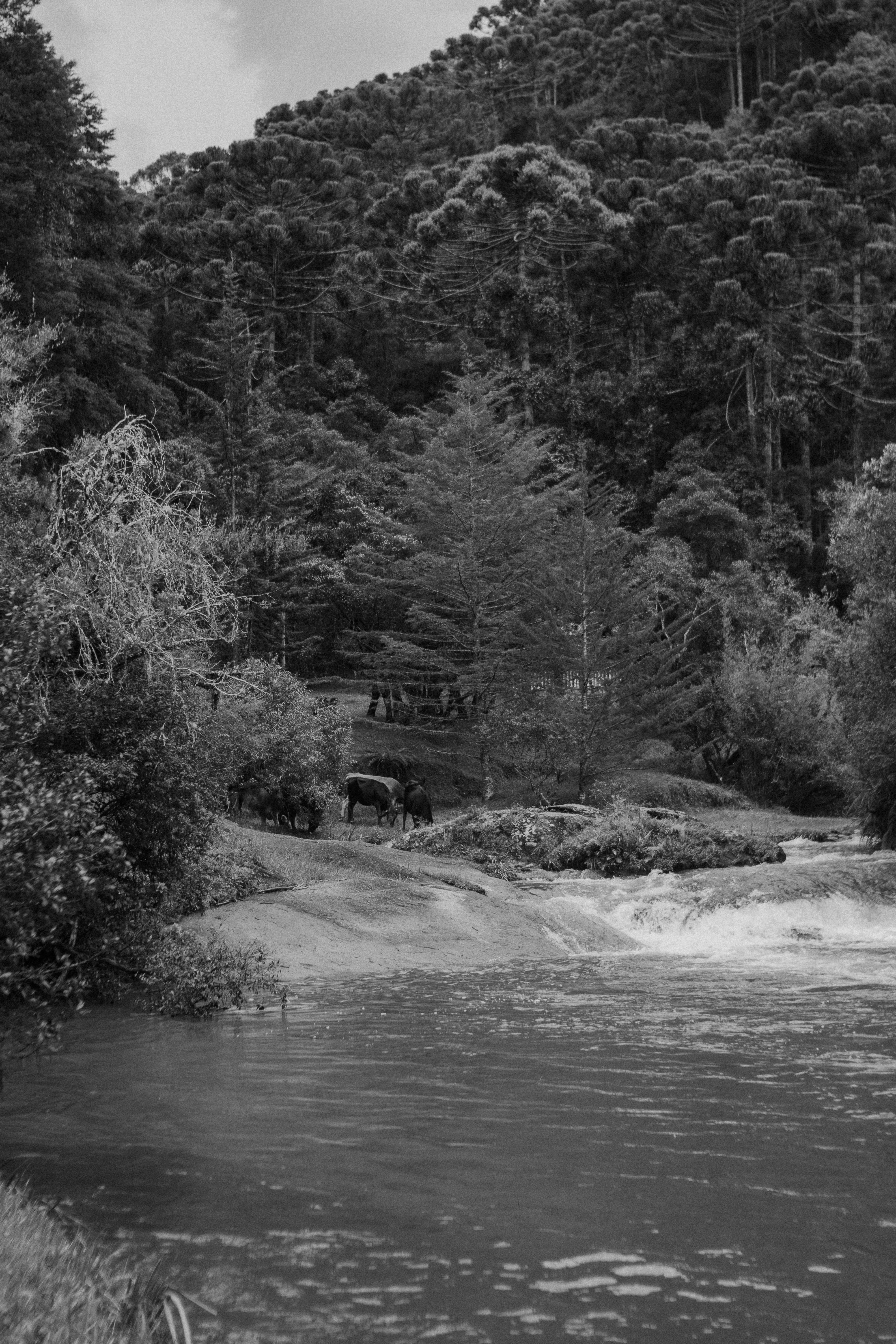Black and White Forest River Landscape with Horses · Free Stock Photo