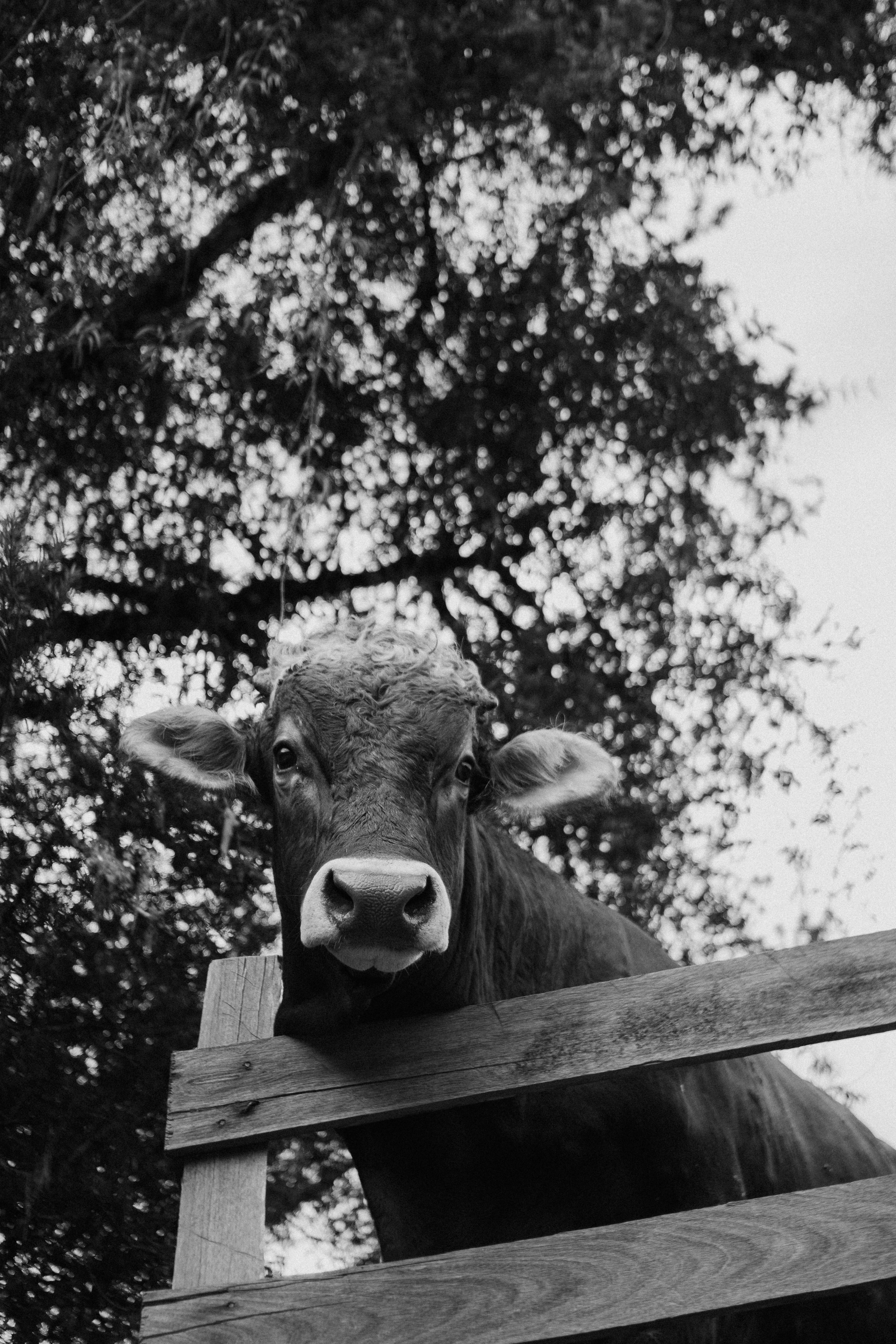 A black and white portrait of a cow peering over a wooden fence, with trees in the background.